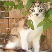 Gattini rossi e non solo