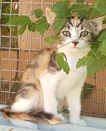 Gattini rossi e non solo