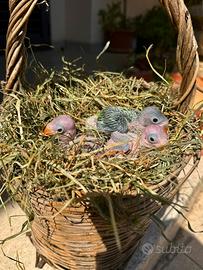 Stupendi Pulli Parrocchetti dal collare