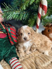Maltipoo splendidi genitori testati e con pedigree
