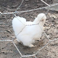 Disponibili uova di moroseta