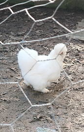 Disponibili uova di moroseta