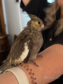 Calopsite allevate a mano