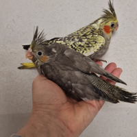 Calopsite allevate a mano