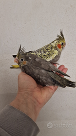 Calopsite allevate a mano