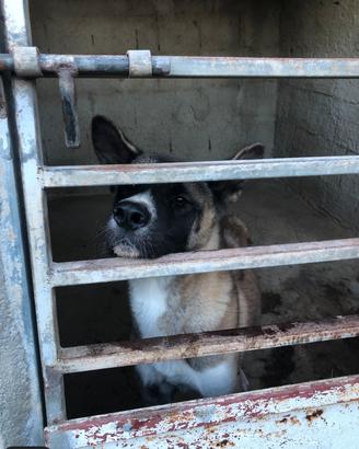 Akita Americano Femmina
