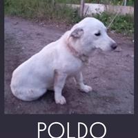 Cuccioli 8 mesi