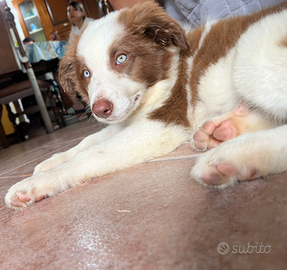 Border collie bianco e red