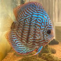 Pesce Discus