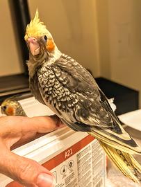 Calopsite pappagalli