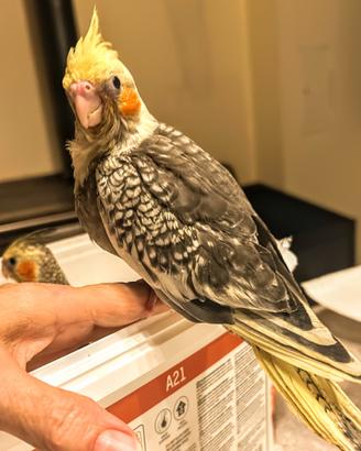 Calopsite pappagalli