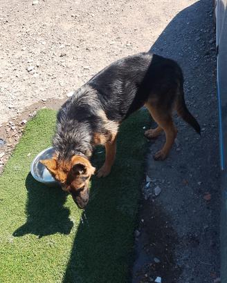 Cucciolo Pastore Tedesco Pelo Lungo 4 Mesi e Mezzo