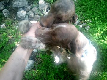 Lagotto romagnolo