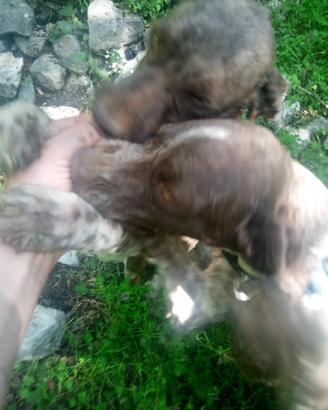 Lagotto romagnolo