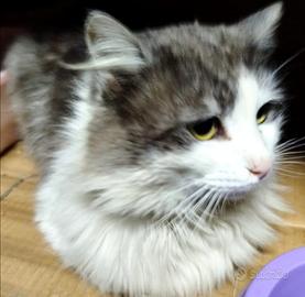 Holly 12mesi castrato da Prov Avellino