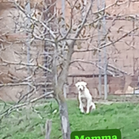 Cuccioli di maremmano abruzzese