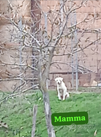 Cuccioli di maremmano abruzzese