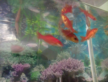 Pesci rossi