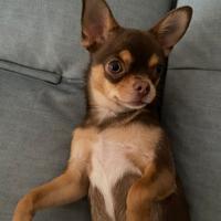 Chihuahua 8 mesi