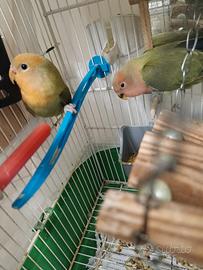 Inseparabili