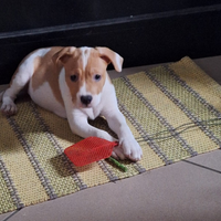 Cucciolo amstaff incrocio staffordshire bul terier