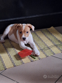 Cucciolo amstaff incrocio staffordshire bul terier