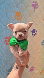 Chihuahua con pedigree