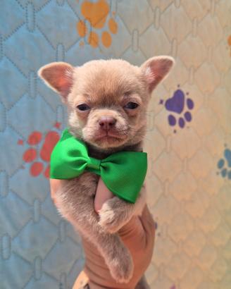 Chihuahua con pedigree
