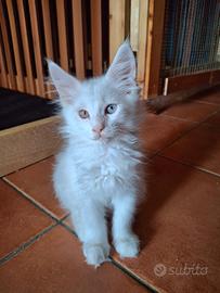 Maine coon cuccioli