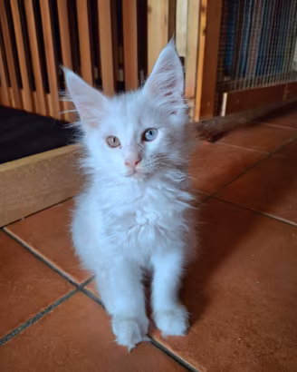 Maine coon cuccioli