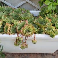 Pianta succulenta - Sempervivum