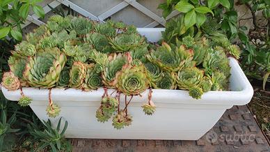Pianta succulenta - Sempervivum
