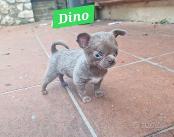 Mini cucciolo lilac di chihuahua