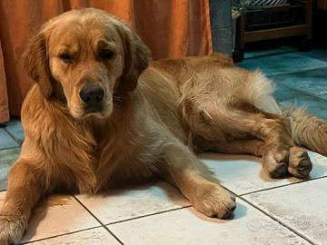 Golden Retriever maschio