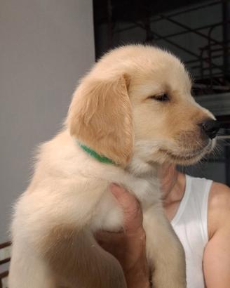 Golden retriver