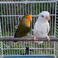 Coppia inseparabili roseicollins