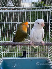 Coppia inseparabili roseicollins