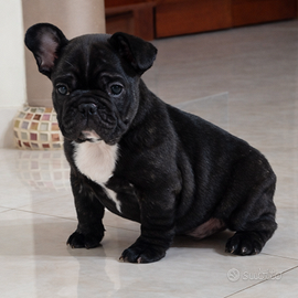 Bouledogue Francese