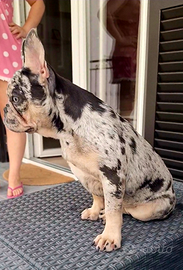 Cuccioli bulldog francese