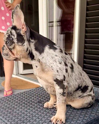 Cuccioli bulldog francese