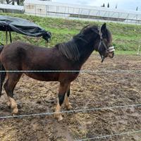 1 Cavallo 700