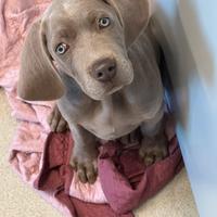 Cucciolo Weimaraner