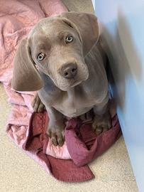 Cucciolo Weimaraner