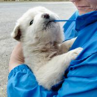 Cucciolo maremmano da amare
