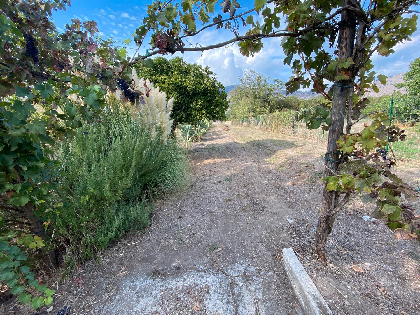 Terreno uso agricolo Spasso - Vista 2