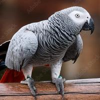 Pappagallo parlante razza cenerino