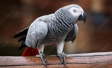 Pappagallo parlante razza cenerino