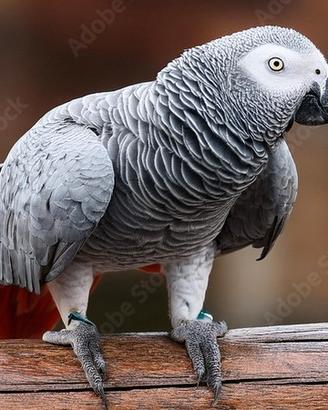Pappagallo parlante razza cenerino