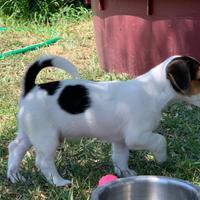 Jack Russell Terrier cuccioli