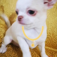 Chihuahua maschietti e tricolore femmina